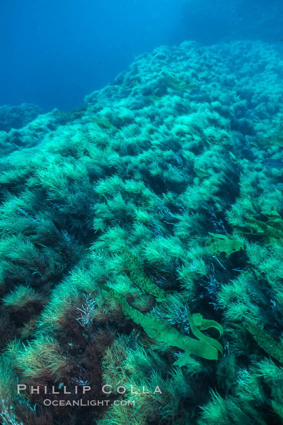 Seamount and algae/kelp, Roca del Skip, Guadalupe Island (Isla Guadalupe)