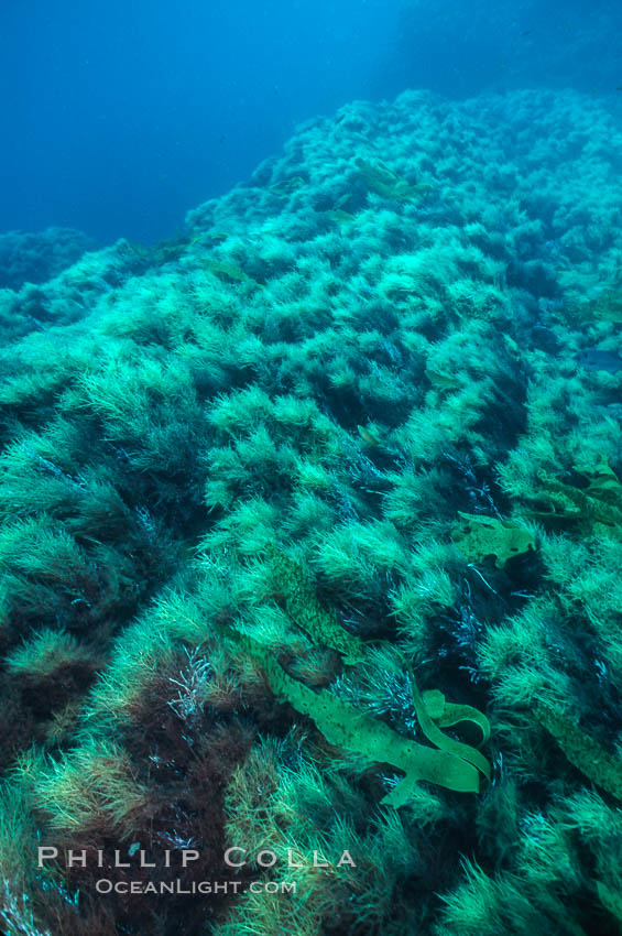 Seamount and algae/kelp, Roca del Skip, Guadalupe Island (Isla Guadalupe) Seamount and algae/kelp, Roca del Skip, Guadalupe Island (Isla Guadalupe)