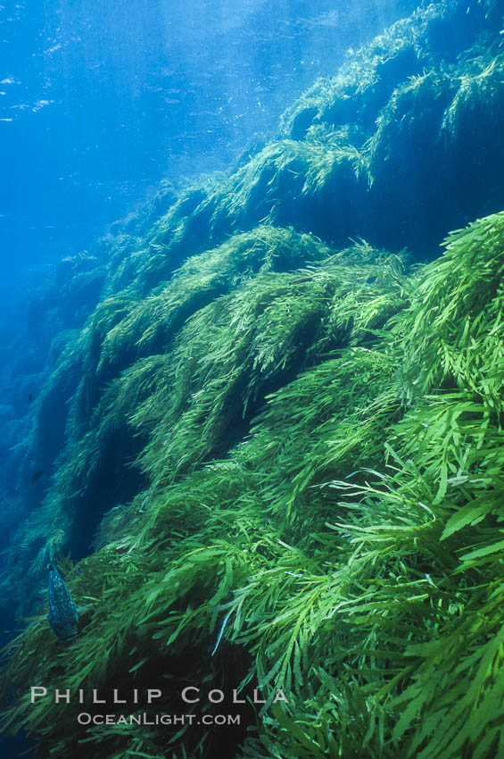 Unidentified kelp. Guadalupe Island (Isla Guadalupe), Baja California, Mexico, natural history stock photograph, photo id 04693