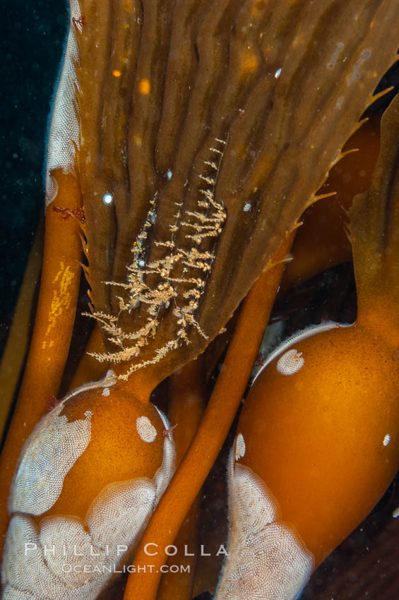 Encrusting bryozoans colonize a giant kelp pneumatocyst (bubble).  Approximately 3 inches (8cm). San Nicholas Island, California, USA, Macrocystis pyrifera, Membranipora, natural history stock photograph, photo id 10210