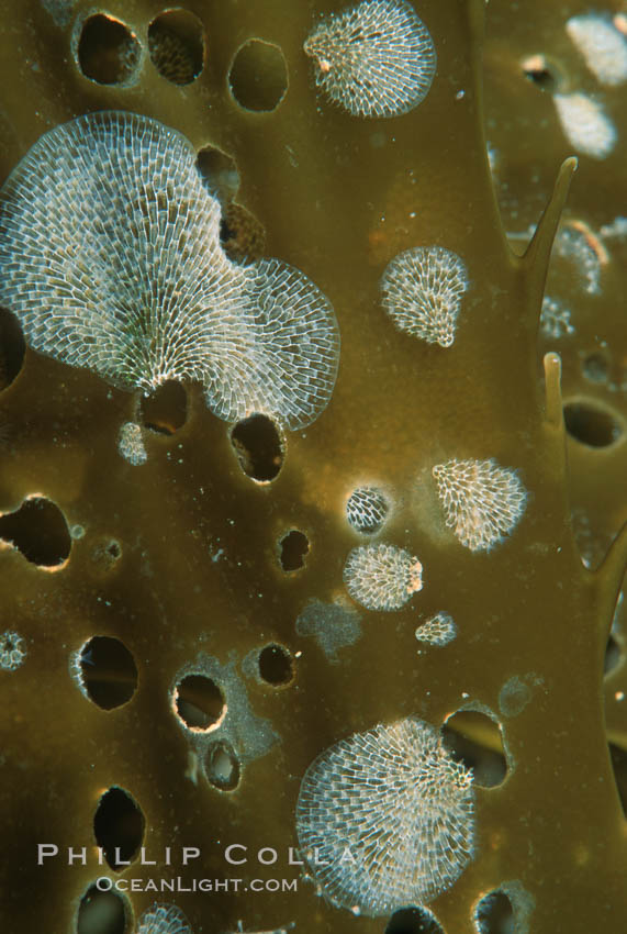 Kelp encrusting bryozoan on giant kelp. California, USA, Macrocystis pyrifera, Membranipora, natural history stock photograph, photo id 02540
