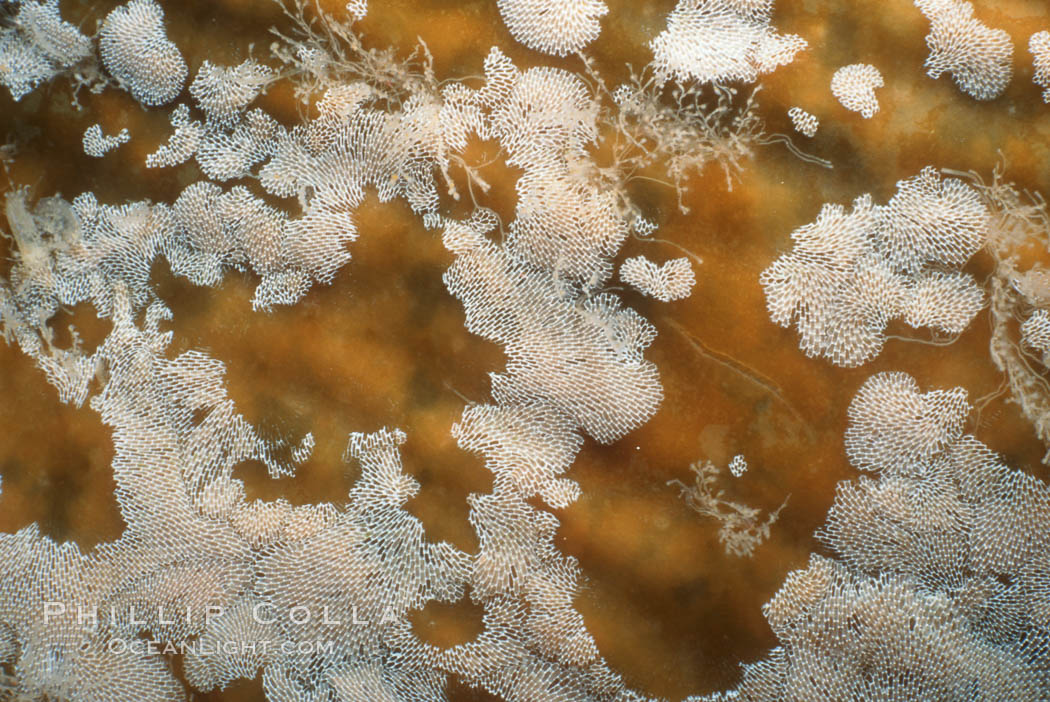 Kelp fronds with encrusting bryozoans. California, USA, Macrocystis pyrifera, Membranipora, natural history stock photograph, photo id 03284