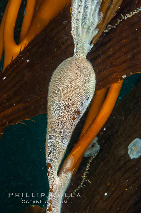 Encrusting bryozoans colonize a giant kelp pneumatocyst (bubble).  Approximately 3 inches (8cm). San Nicholas Island, California, USA, Macrocystis pyrifera, Membranipora, natural history stock photograph, photo id 10207