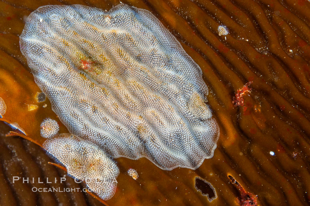 Encrusting bryozoans colonize a giant kelp blade.  Approximately 2 inches (5cm) across. San Nicholas Island, California, USA, Macrocystis pyrifera, Membranipora, natural history stock photograph, photo id 10205