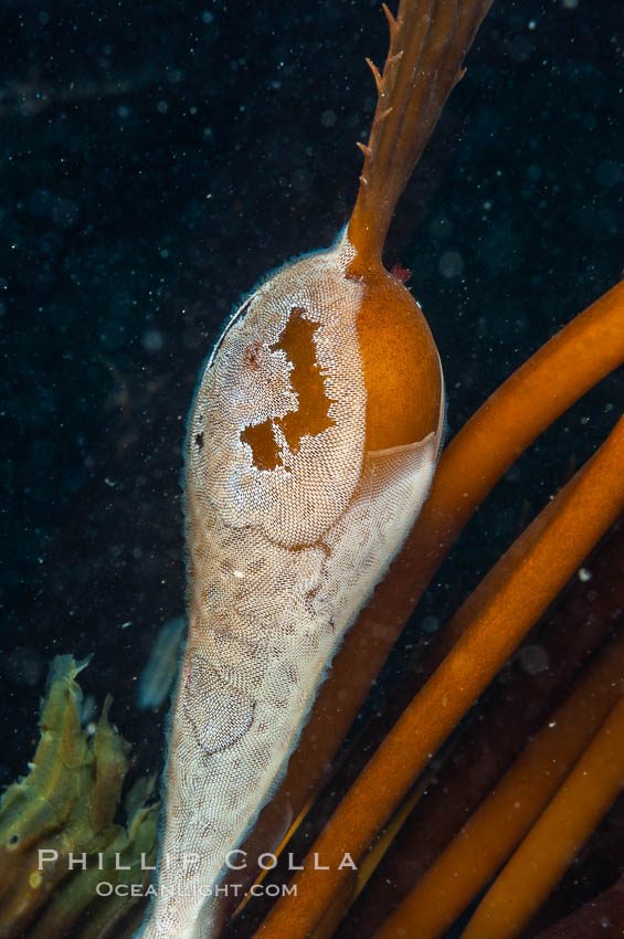 Encrusting bryozoans colonize a giant kelp pneumatocyst (bubble).  Approximately 3 inches (8cm). San Nicholas Island, California, USA, Macrocystis pyrifera, Membranipora, natural history stock photograph, photo id 10209