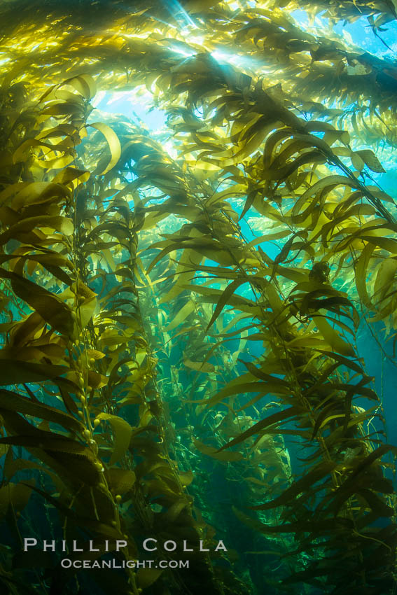 A kelp forest, with sunbeams passing through kelp fronds. Giant kelp, the fastest growing plant on Earth, reaches from the rocky bottom to the ocean's surface like a submarine forest. Catalina Island, California, USA, natural history stock photograph, photo id 34180