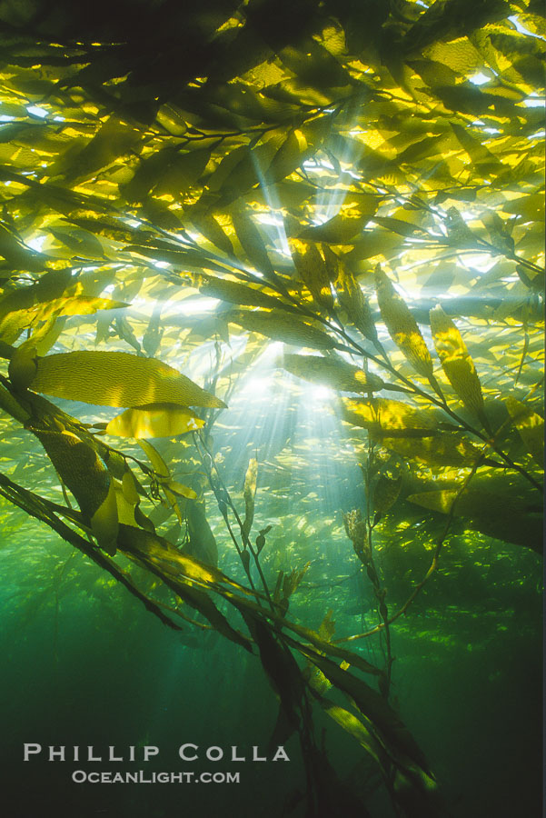 Kelp Forest, Geronimo Island., natural history stock photograph, photo id 36194