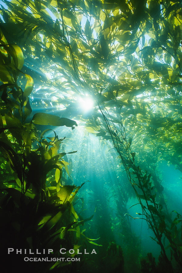 Kelp Forest, Geronimo Island., natural history stock photograph, photo id 36193