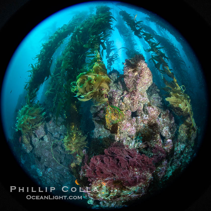 The Kelp Forest and Rocky Reef of San Clemente Island. Giant kelp grows rapidly, up to 2' per day, from the rocky reef on the ocean bottom to which it is anchored, toward the ocean surface where it spreads to form a thick canopy. Myriad species of fishes, mammals and invertebrates form a rich community in the kelp forest. Lush forests of kelp are found throughout California's Southern Channel Islands, Macrocystis pyrifera