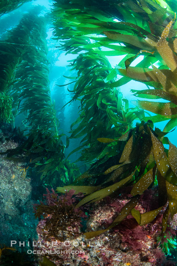 The Kelp Forest and Rocky Reef of San Clemente Island. Giant kelp grows rapidly, up to 2' per day, from the rocky reef on the ocean bottom to which it is anchored, toward the ocean surface where it spreads to form a thick canopy. Myriad species of fishes, mammals and invertebrates form a rich community in the kelp forest. Lush forests of kelp are found throughout California's Southern Channel Islands. USA, Macrocystis pyrifera, natural history stock photograph, photo id 38495