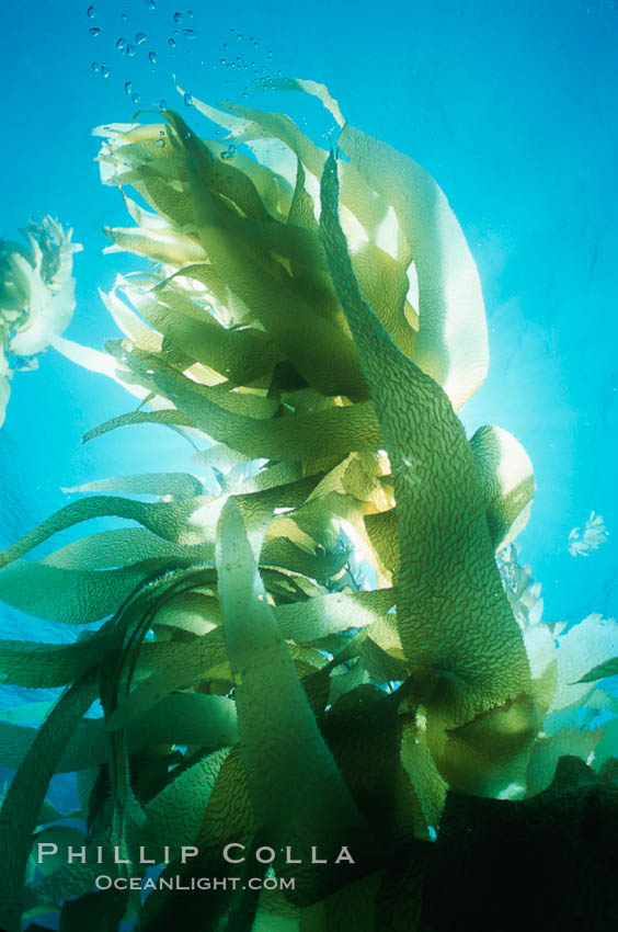 Kelp forest, fronds backlit by sun. San Clemente Island, California, USA, Macrocystis pyrifera, natural history stock photograph, photo id 04686