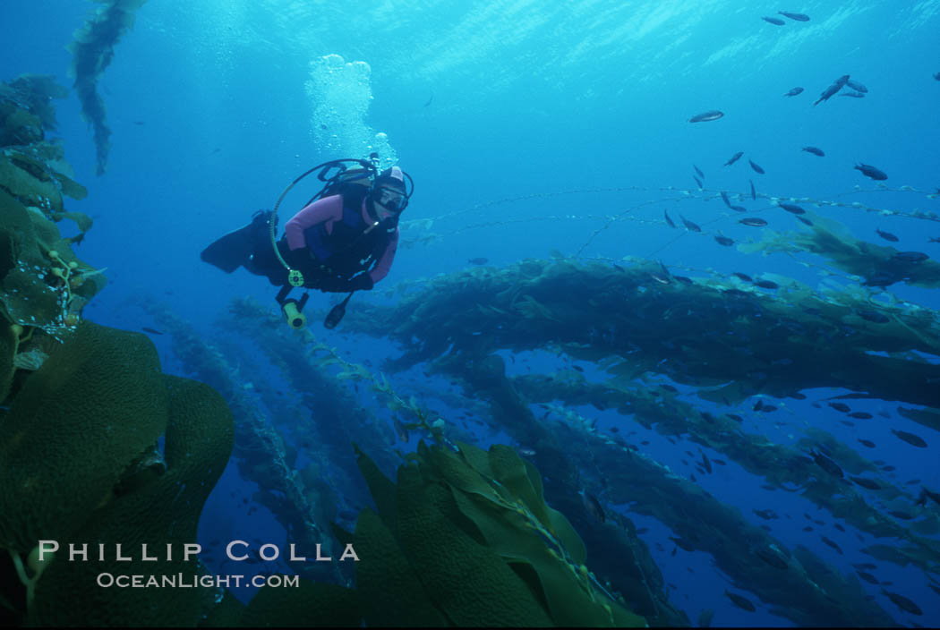 Diver in kelp. San Clemente Island, California, USA, Macrocystis pyrifera, natural history stock photograph, photo id 05710