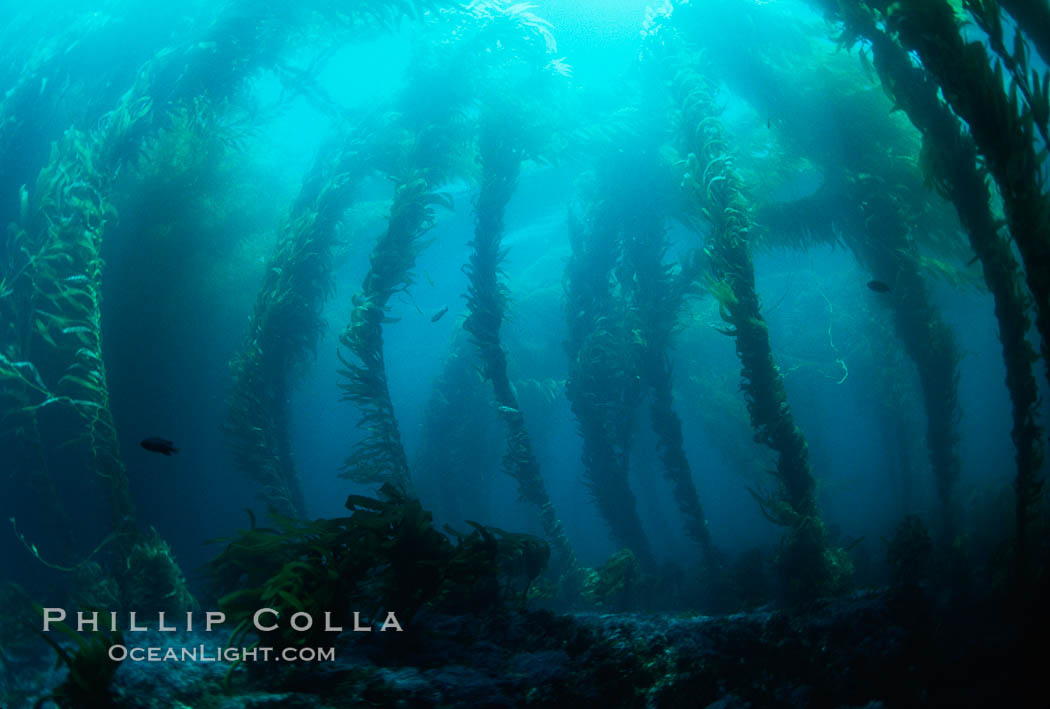 Kelp forest. San Clemente Island, California, USA, Macrocystis pyrifera, natural history stock photograph, photo id 06090