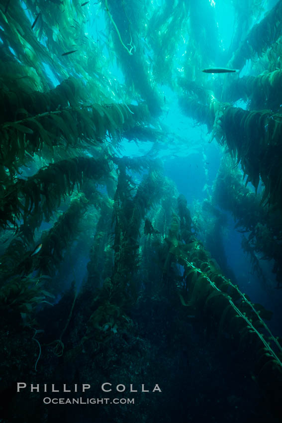 Kelp forest. San Clemente Island, California, USA, Macrocystis pyrifera, natural history stock photograph, photo id 06094
