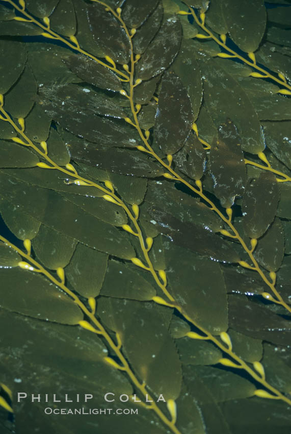 Kelp fronds reach the surface and spread out to form a canopy. San Clemente Island, California, USA, Macrocystis pyrifera, natural history stock photograph, photo id 06098