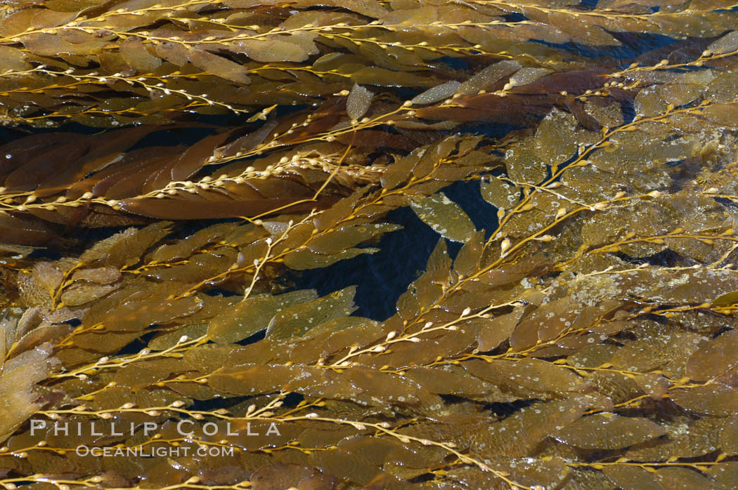 Kelp fronds grow upward from the reef below to reach the ocean surface and spread out to form a living canopy. San Clemente Island, California, USA, Macrocystis pyrifera, natural history stock photograph, photo id 07486