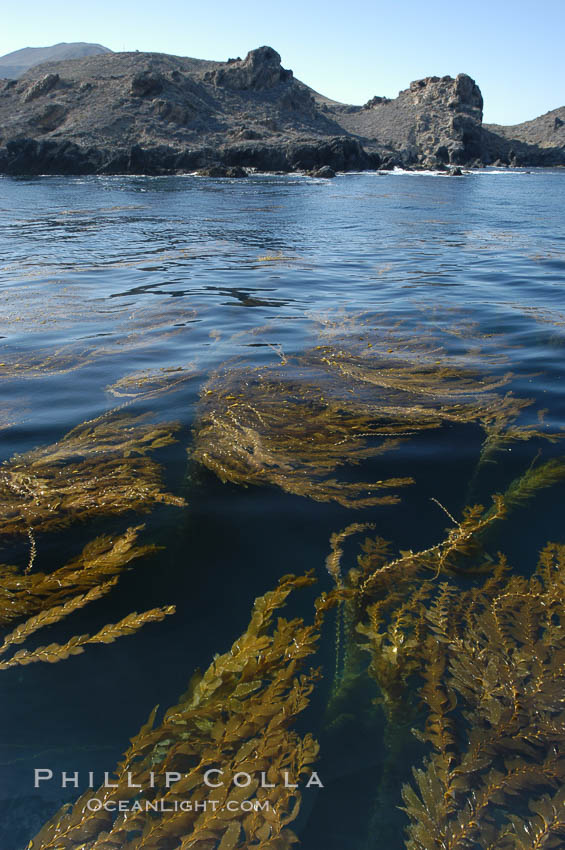 Kelp fronds grow upward from the reef below to reach the ocean surface and spread out to form a living canopy. San Clemente Island, California, USA, Macrocystis pyrifera, natural history stock photograph, photo id 07490