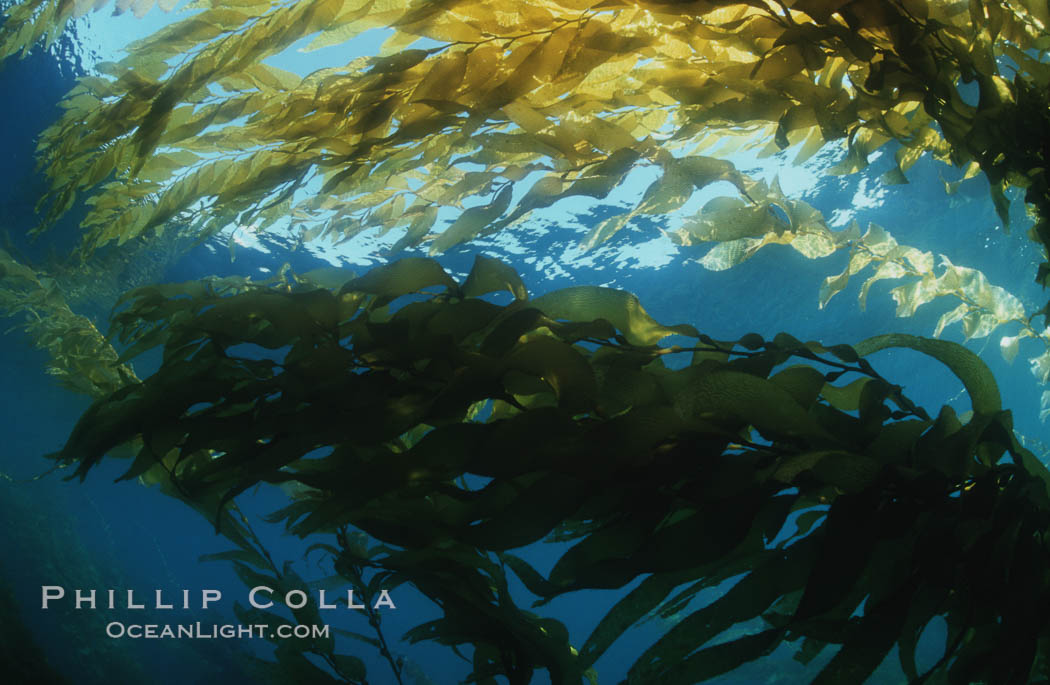 Kelp fronds grow upward from the reef below to reach the ocean surface and spread out to form a living canopy. San Clemente Island, California, USA, Macrocystis pyrifera, natural history stock photograph, photo id 07610