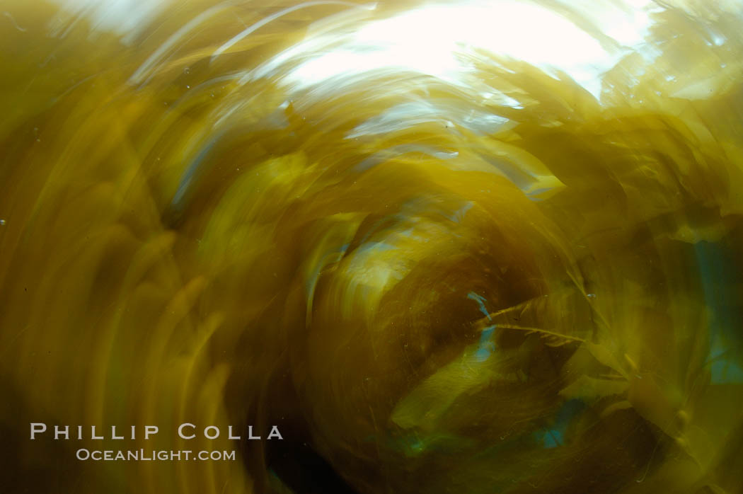 Kelp fronds appeared blurred in this time exposure as they are tossed back and forth by ocean waves and current.  San Clemente Island. California, USA, Macrocystis pyrifera, natural history stock photograph, photo id 10242