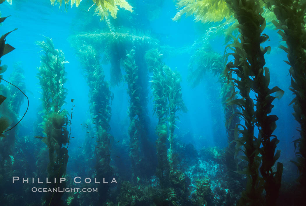 Kelp forest. San Clemente Island, California, USA, Macrocystis pyrifera, natural history stock photograph, photo id 06092