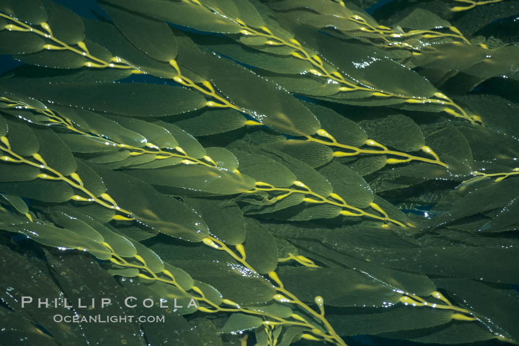 Kelp fronds reach the surface and spread out to form a canopy. San Clemente Island, California, USA, Macrocystis pyrifera, natural history stock photograph, photo id 06100