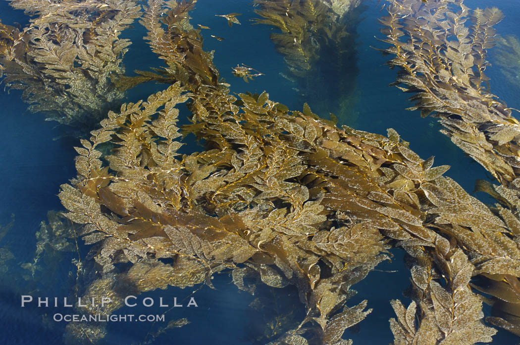 Kelp fronds grow upward from the reef below to reach the ocean surface and spread out to form a living canopy. San Clemente Island, California, USA, Macrocystis pyrifera, natural history stock photograph, photo id 07484