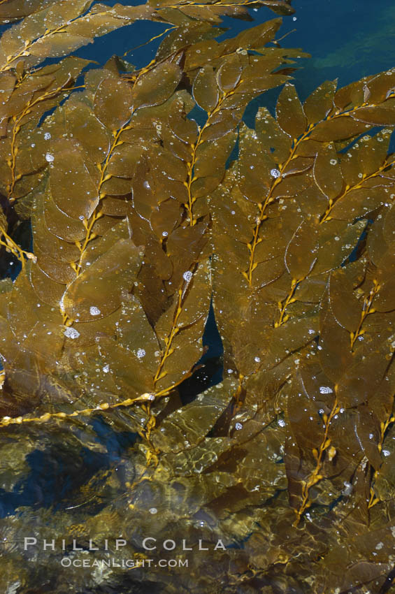 Kelp fronds grow upward from the reef below to reach the ocean surface and spread out to form a living canopy. San Clemente Island, California, USA, Macrocystis pyrifera, natural history stock photograph, photo id 07488