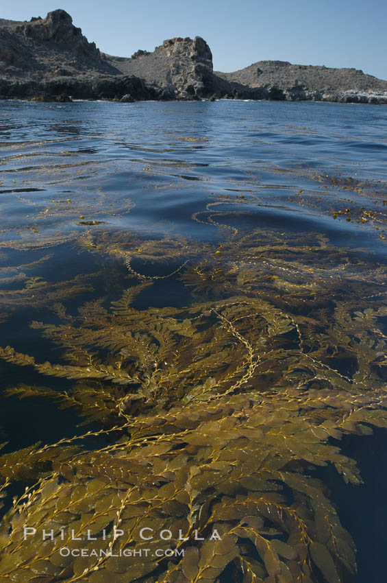 Kelp fronds grow upward from the reef below to reach the ocean surface and spread out to form a living canopy. San Clemente Island, California, USA, Macrocystis pyrifera, natural history stock photograph, photo id 07492