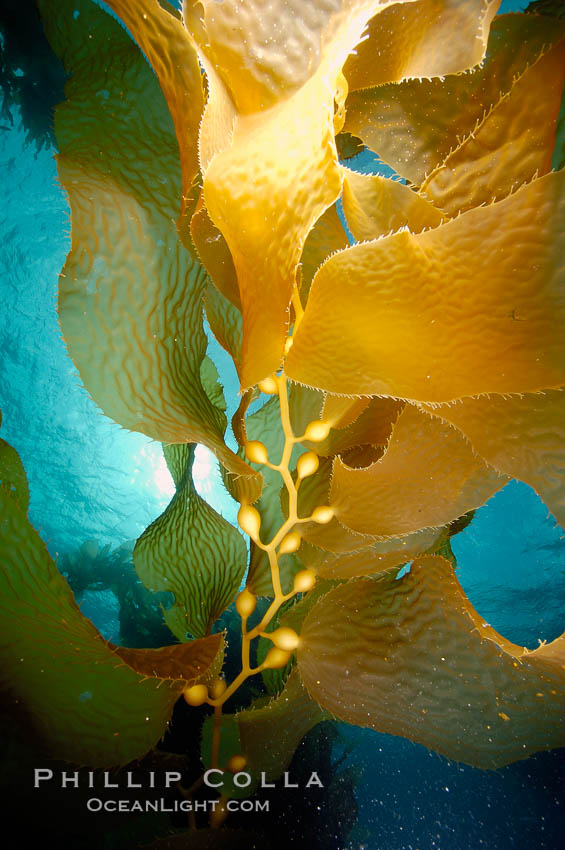 Kelp fronds. San Clemente Island, California, USA, Macrocystis pyrifera, natural history stock photograph, photo id 10232