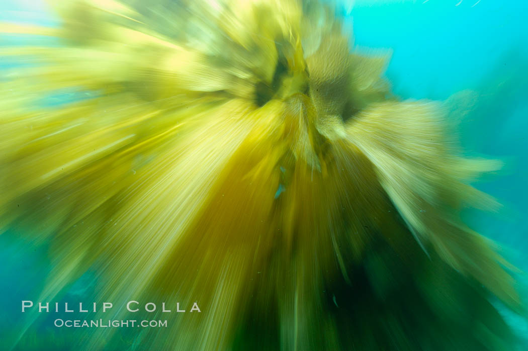 Kelp fronds appeared blurred in this time exposure as they are tossed back and forth by ocean waves and current.  San Clemente Island., Macrocystis pyrifera, natural history stock photograph, photo id 10244