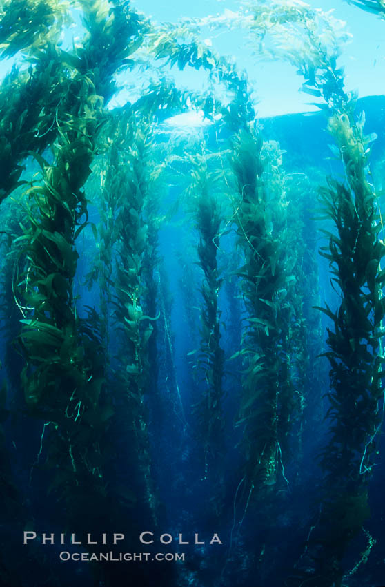 Kelp forest. San Clemente Island, California, USA, Macrocystis pyrifera, natural history stock photograph, photo id 19924