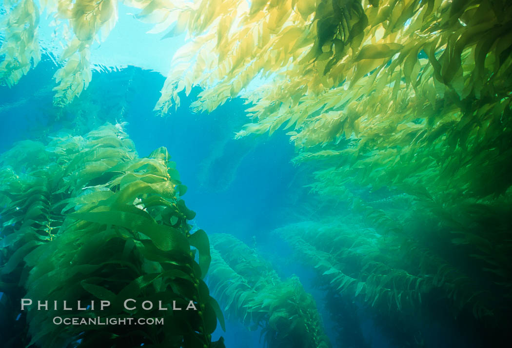 Kelp forest. San Clemente Island, California, USA, Macrocystis pyrifera, natural history stock photograph, photo id 04691