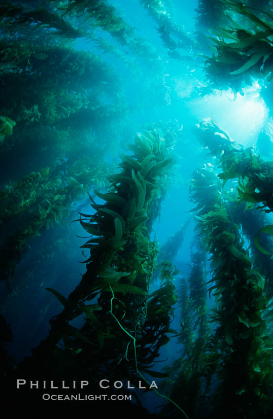 Kelp forest. San Clemente Island, California, USA, Macrocystis pyrifera, natural history stock photograph, photo id 06091