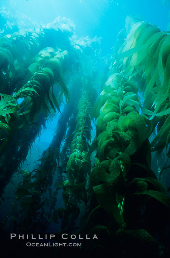 Kelp forest. San Clemente Island, California, USA, Macrocystis pyrifera, natural history stock photograph, photo id 06095