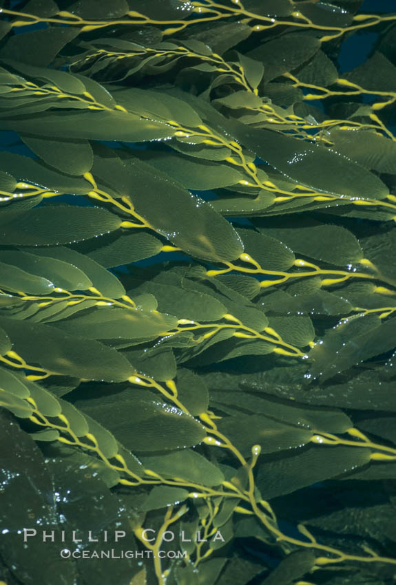 Image 06099, Kelp fronds reach the surface and spread out to form a canopy. San Clemente Island, California, USA, Macrocystis pyrifera, Phillip Colla, all rights reserved worldwide. Keywords: air bladder, algae, blade, braendeltang, bubble, california, channel islands, float, forest, frond, frond stipe pneumatocyst detail, gas, gedroogde kelp, giant kelp, habitat, harina de kelp, harina de la macroalga, kelp, kelp forest, leaf, macroalga marina, macrocystis, macrocystis pyrifera, marine, marine algae, marine plant, ocean, oceans, outdoors, outside, pacific, pacific ocean, phaeophyceae, plant, pneumatocyst, pneumatocysts, reuzenkelp, san clemente island, sargazo gigante, sea, sea grass, sea weed, seaweed, underwater, usa, zeewier.