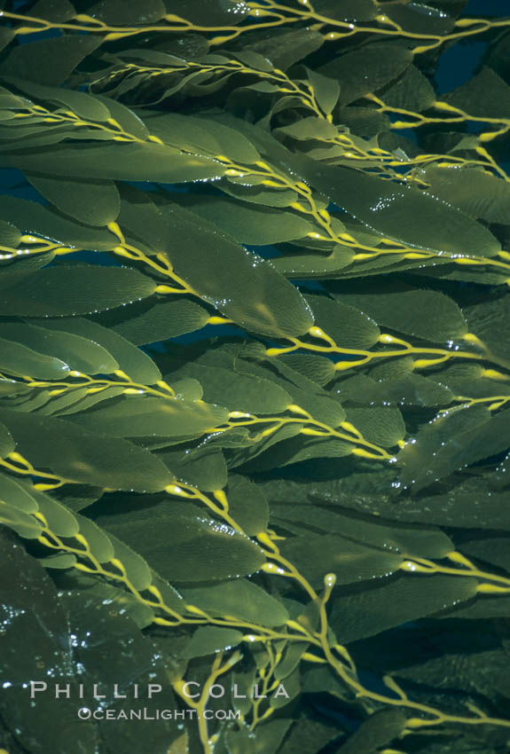 Kelp fronds reach the surface and spread out to form a canopy. San Clemente Island, California, USA, Macrocystis pyrifera, natural history stock photograph, photo id 06099