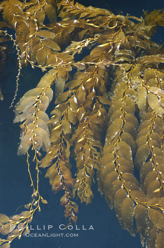 Kelp fronds grow upward from the reef below to reach the ocean surface and spread out to form a living canopy. San Clemente Island, California, USA, Macrocystis pyrifera, natural history stock photograph, photo id 07495
