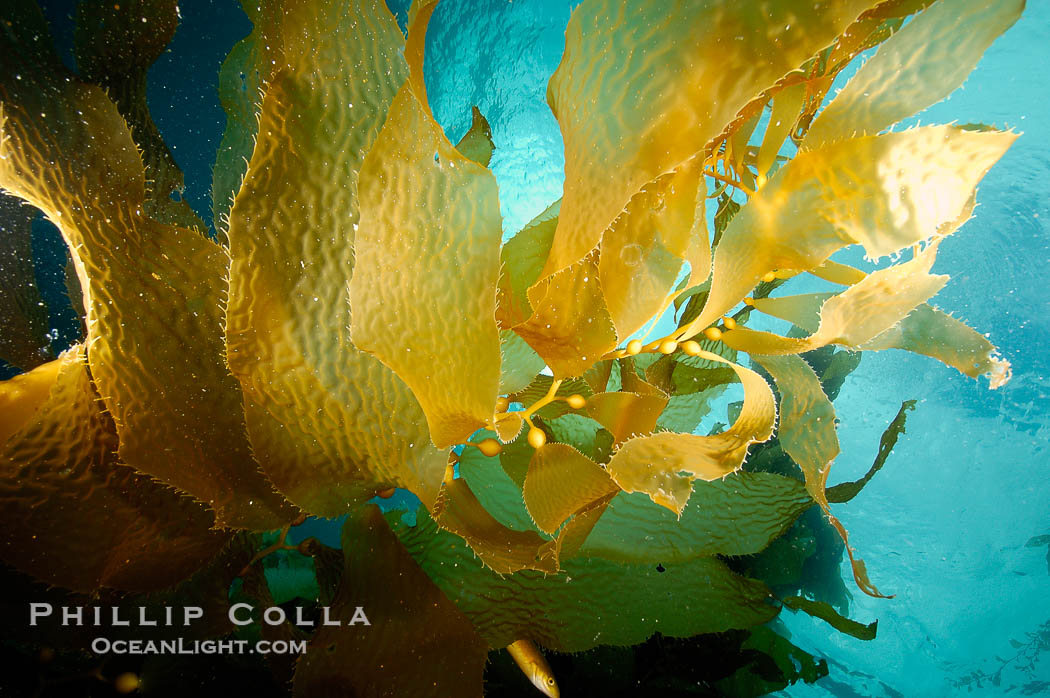 Kelp fronds., Macrocystis pyrifera, natural history stock photograph, photo id 10231