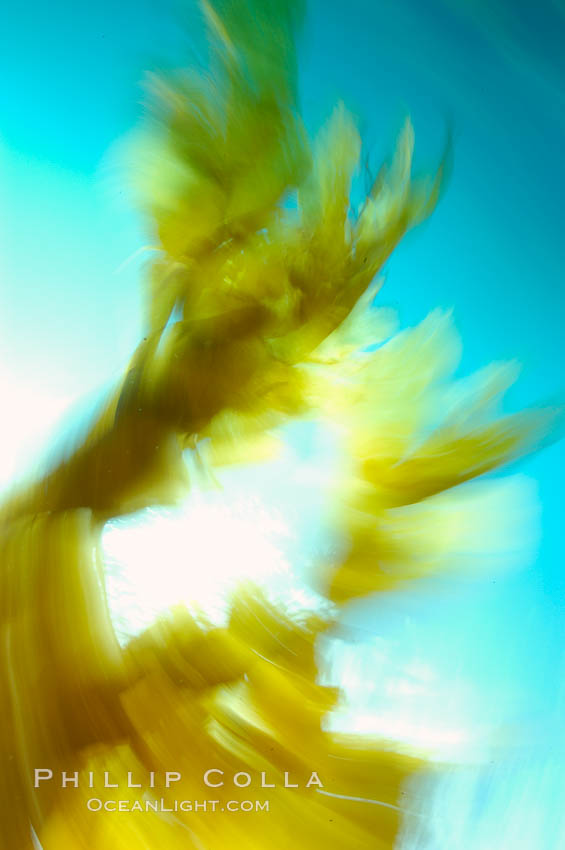 Kelp fronds appeared blurred in this time exposure as they are tossed back and forth by ocean waves and current.  San Clemente Island. California, USA, Macrocystis pyrifera, natural history stock photograph, photo id 10243