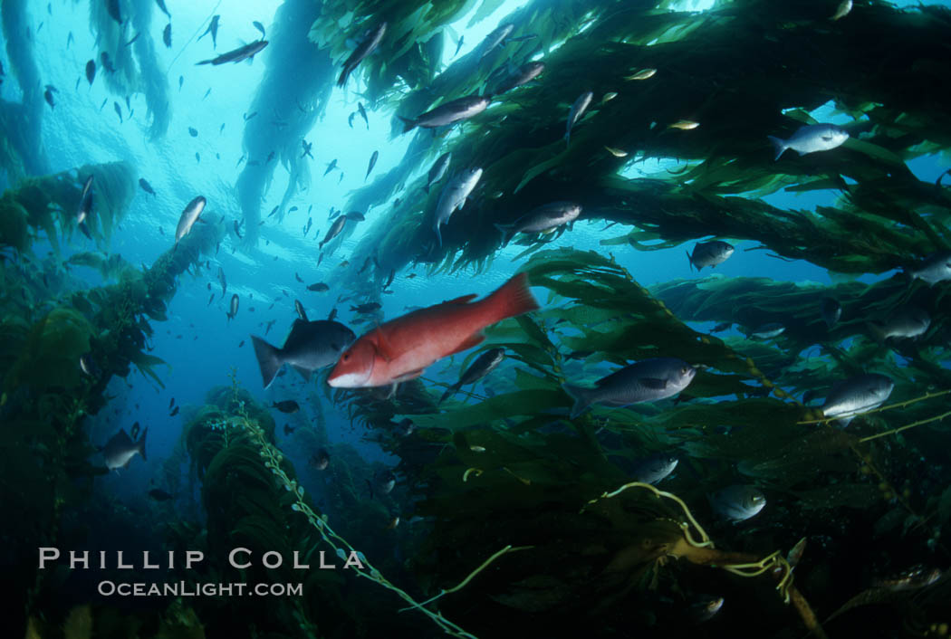 Fish schooling amid kelp forest. San Clemente Island, California, USA, Macrocystis pyrifera, natural history stock photograph, photo id 05173