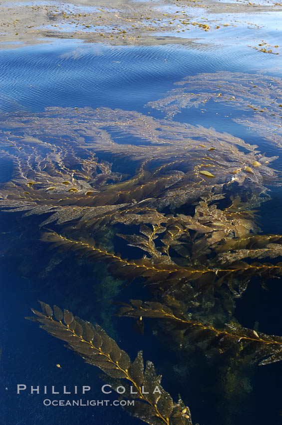 Kelp fronds grow upward from the reef below to reach the ocean surface and spread out to form a living canopy. San Clemente Island, California, USA, Macrocystis pyrifera, natural history stock photograph, photo id 07485