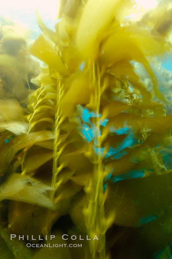 Kelp fronds appeared blurred in this time exposure as they are tossed back and forth by ocean waves and current.  San Clemente Island., Macrocystis pyrifera, natural history stock photograph, photo id 10245