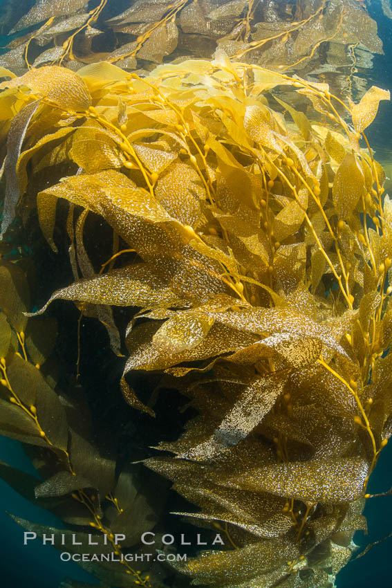 The Kelp Forest offshore of La Jolla, California. A kelp forest. Giant kelp grows rapidly, up to 2' per day, from the rocky reef on the ocean bottom to which it is anchored, toward the ocean surface where it spreads to form a thick canopy. Myriad species of fishes, mammals and invertebrates form a rich community in the kelp forest. Lush forests of kelp are found through California's Southern Channel Islands., Macrocystis pyrifera, natural history stock photograph, photo id 30990