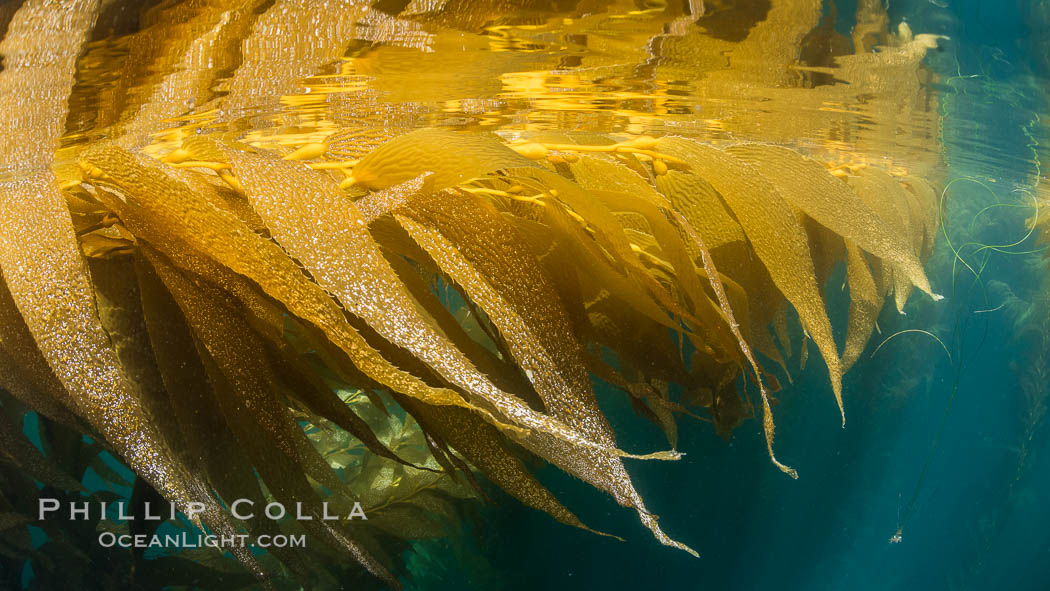 The Kelp Forest offshore of La Jolla, California. A kelp forest. Giant kelp grows rapidly, up to 2' per day, from the rocky reef on the ocean bottom to which it is anchored, toward the ocean surface where it spreads to form a thick canopy. Myriad species of fishes, mammals and invertebrates form a rich community in the kelp forest. Lush forests of kelp are found through California's Southern Channel Islands. USA, Macrocystis pyrifera, natural history stock photograph, photo id 30994