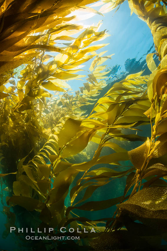 The Kelp Forest offshore of La Jolla, California. A kelp forest. Giant kelp grows rapidly, up to 2' per day, from the rocky reef on the ocean bottom to which it is anchored, toward the ocean surface where it spreads to form a thick canopy. Myriad species of fishes, mammals and invertebrates form a rich community in the kelp forest. Lush forests of kelp are found throughout California's Southern Channel Islands. USA, Macrocystis pyrifera, natural history stock photograph, photo id 30998