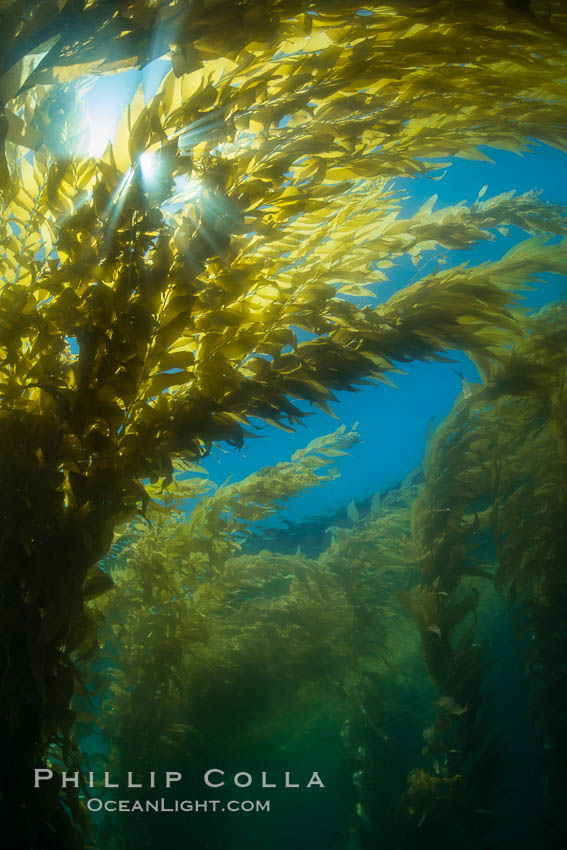 The Kelp Forest offshore of La Jolla, California. A kelp forest. Giant kelp grows rapidly, up to 2' per day, from the rocky reef on the ocean bottom to which it is anchored, toward the ocean surface where it spreads to form a thick canopy. Myriad species of fishes, mammals and invertebrates form a rich community in the kelp forest. Lush forests of kelp are found through California's Southern Channel Islands. USA, Macrocystis pyrifera, natural history stock photograph, photo id 30988