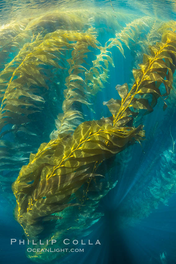 The Kelp Forest offshore of La Jolla, California. A kelp forest. Giant kelp grows rapidly, up to 2' per day, from the rocky reef on the ocean bottom to which it is anchored, toward the ocean surface where it spreads to form a thick canopy. Myriad species of fishes, mammals and invertebrates form a rich community in the kelp forest. Lush forests of kelp are found through California's Southern Channel Islands. USA, Macrocystis pyrifera, natural history stock photograph, photo id 30996
