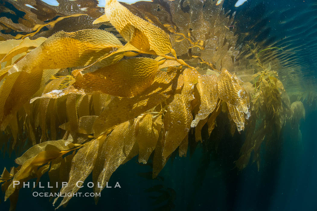 The Kelp Forest offshore of La Jolla, California. A kelp forest. Giant kelp grows rapidly, up to 2' per day, from the rocky reef on the ocean bottom to which it is anchored, toward the ocean surface where it spreads to form a thick canopy. Myriad species of fishes, mammals and invertebrates form a rich community in the kelp forest. Lush forests of kelp are found through California's Southern Channel Islands., Macrocystis pyrifera, natural history stock photograph, photo id 30987