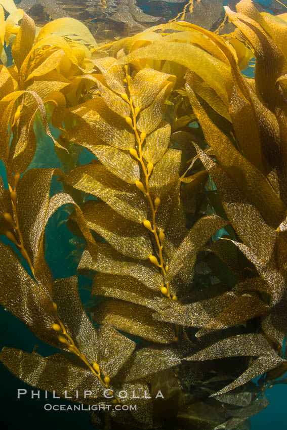 The Kelp Forest offshore of La Jolla, California. A kelp forest. Giant kelp grows rapidly, up to 2' per day, from the rocky reef on the ocean bottom to which it is anchored, toward the ocean surface where it spreads to form a thick canopy. Myriad species of fishes, mammals and invertebrates form a rich community in the kelp forest. Lush forests of kelp are found through California's Southern Channel Islands., Macrocystis pyrifera, natural history stock photograph, photo id 30991