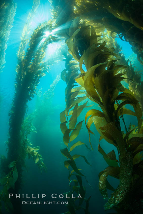The Kelp Forest offshore of La Jolla, California. A kelp forest. Giant kelp grows rapidly, up to 2' per day, from the rocky reef on the ocean bottom to which it is anchored, toward the ocean surface where it spreads to form a thick canopy. Myriad species of fishes, mammals and invertebrates form a rich community in the kelp forest. Lush forests of kelp are found through California's Southern Channel Islands. USA, Macrocystis pyrifera, natural history stock photograph, photo id 30993